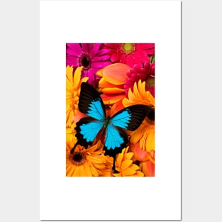 Blue Butterfly On Colorful Daisy's Posters and Art